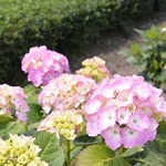 ���z�Ԃ̎ʐ^