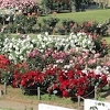 生田緑地バラ園の写真