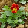 パンジーの花